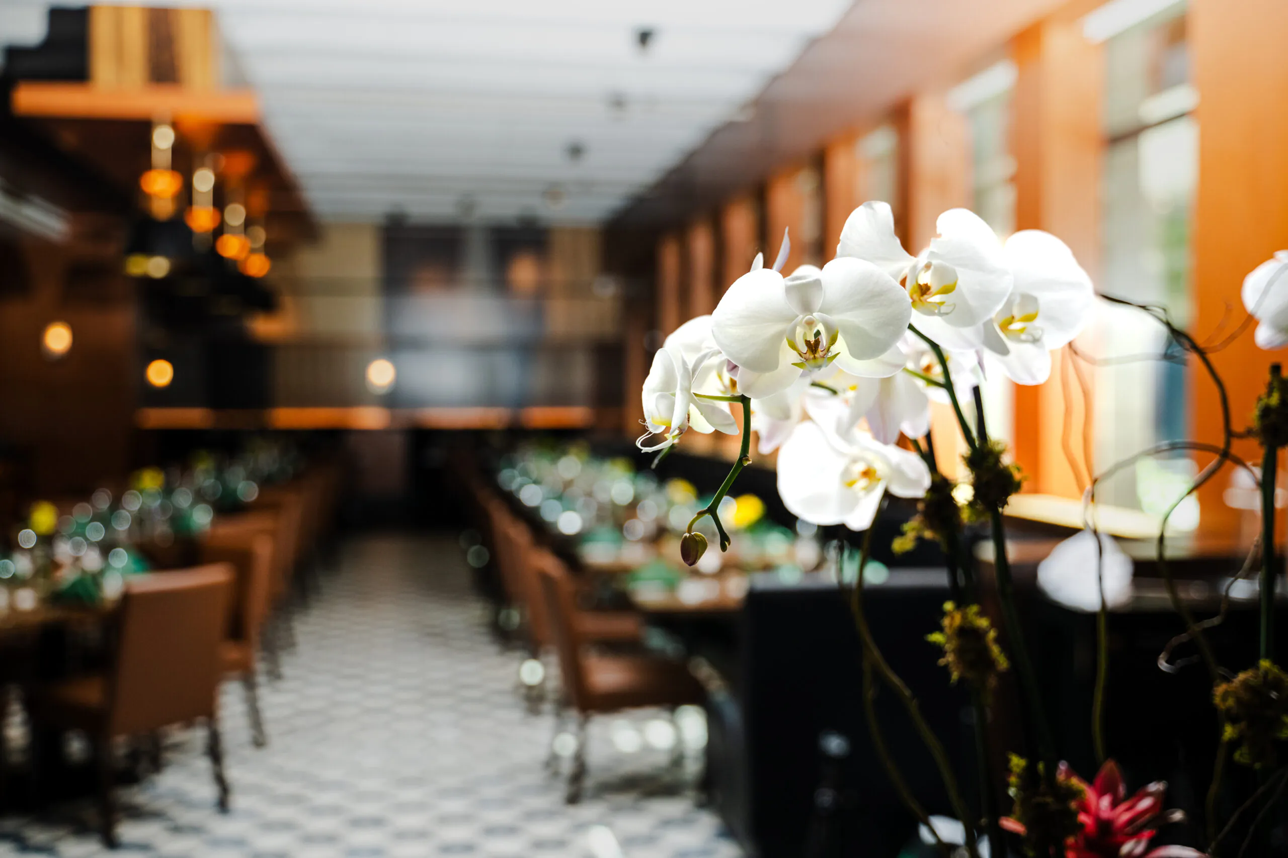 White orchids in sharp focus in the foreground, with a blurred elegant restaurant interior and set tables in the background.