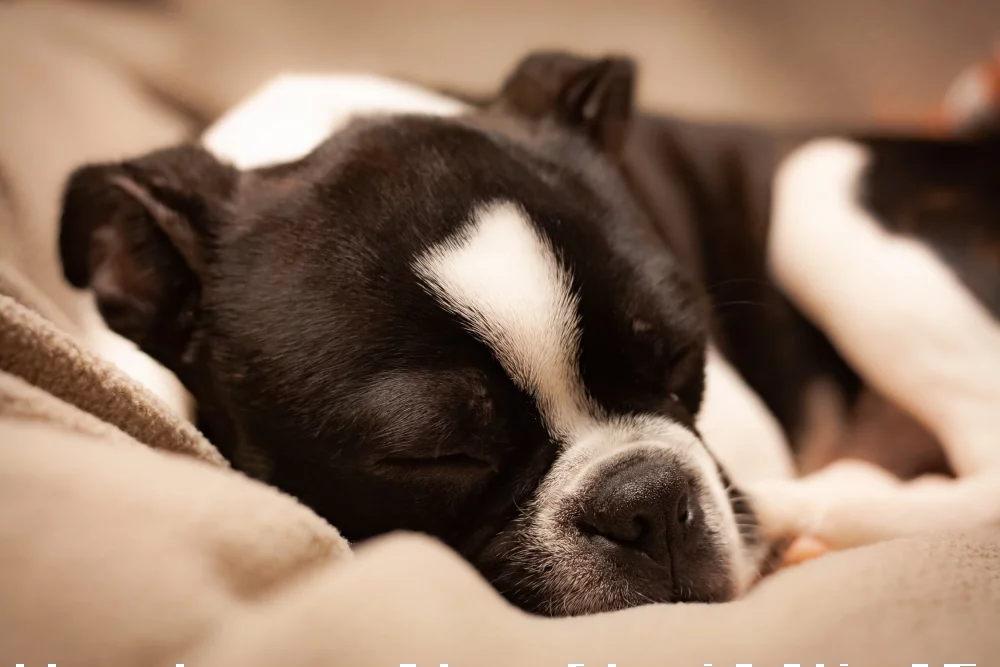 Black and white dog sleeping on a tan blanket in a luxury king room at the Highland Dallas Curio Collection hotel in Dallas, TX